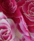 参列振袖[ラブリー]白にピンクのバラとマーガレット[身長170cmまで]No.633